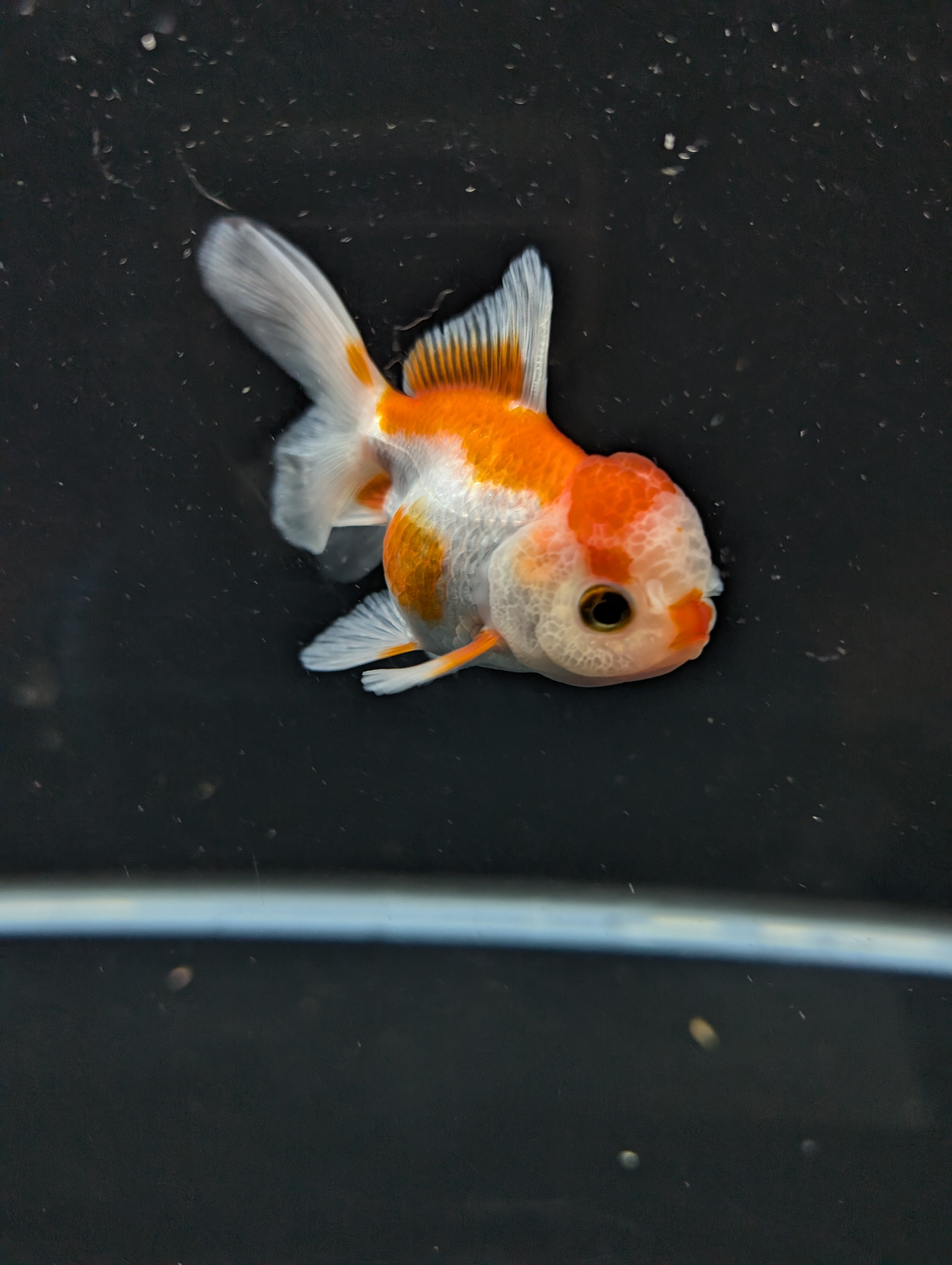 Juvenile Oranda  Red White 3"-3.5"in.  ID#619T1A-010
