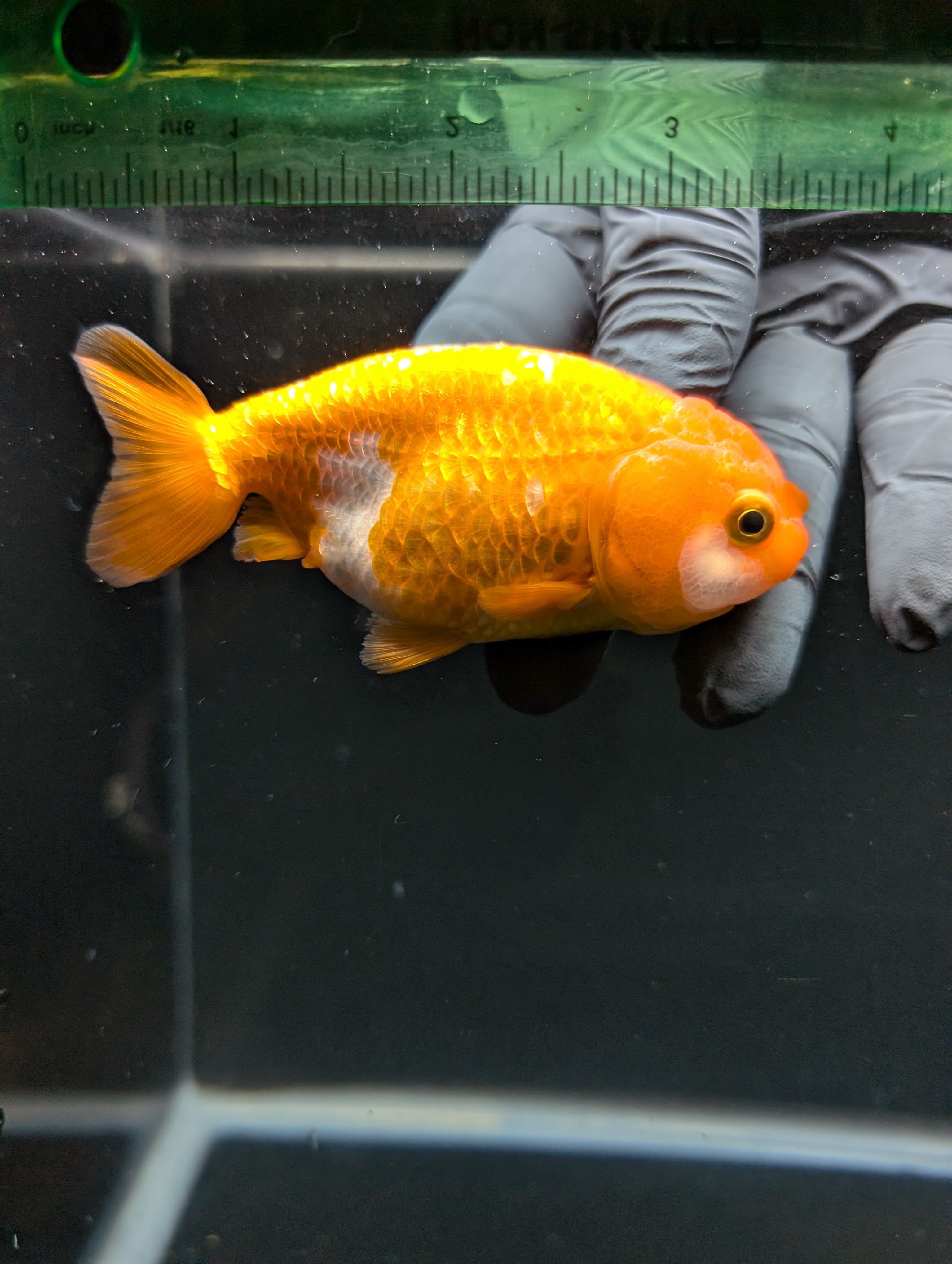 Ranchu Red White 3.5"-4"in. ID#828R4A-023