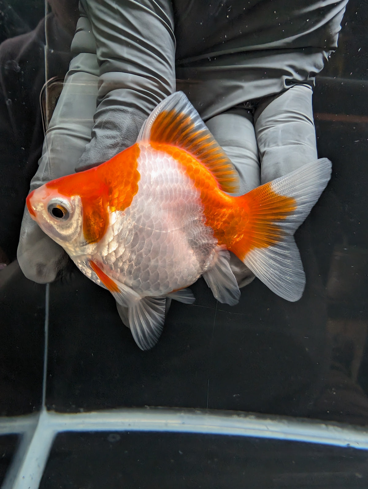 Tamasaba Kuchibeni Red White 3.5"in. ID#1023TM1B-029