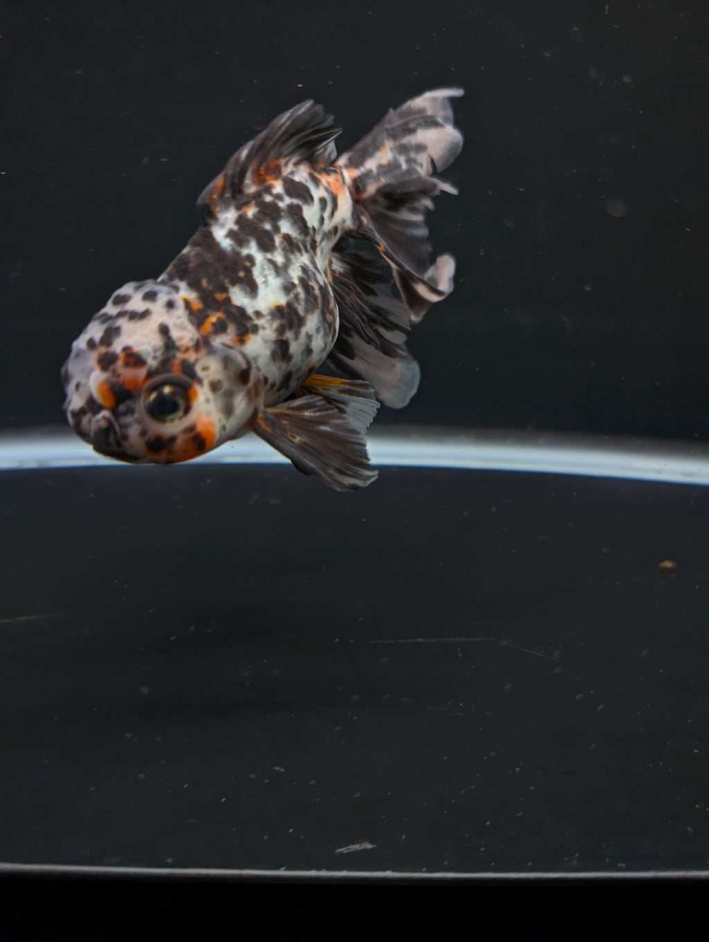 Calico Oranda 4.5"-5"in. ID#911LB2A-002