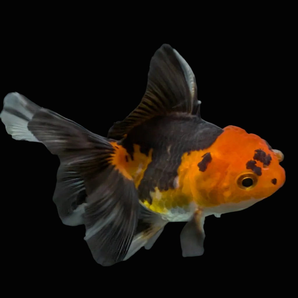Thai Juvenile Oranda Tricolor 3"-3.5" in.  ID#626T1A-006