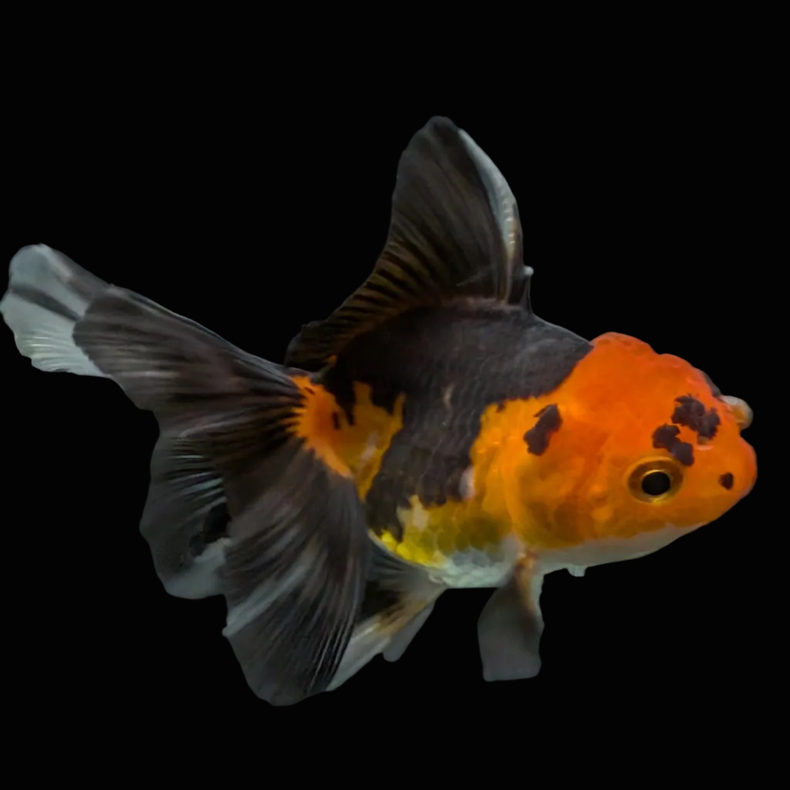 Thai Juvenile Oranda Tricolor 3"-3.5" in.  ID#626T1A-006