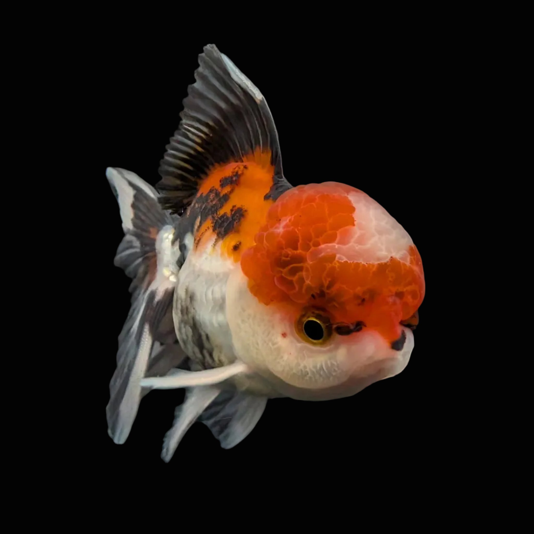 BOWSER *Boss 501 Juvenile Oranda Tricolor 3.5"-4" in.  ID#501T2A-009