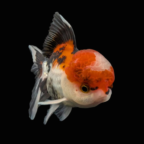 BOWSER *Boss 501 Juvenile Oranda Tricolor 3.5"-4" in.  ID#501T2A-009
