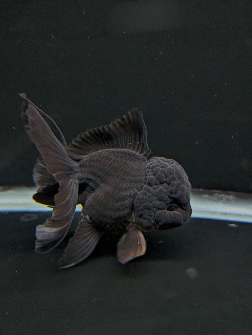 Thai Oranda Godzilla Black 3.5"-4"in.  ID#1023T1A-028