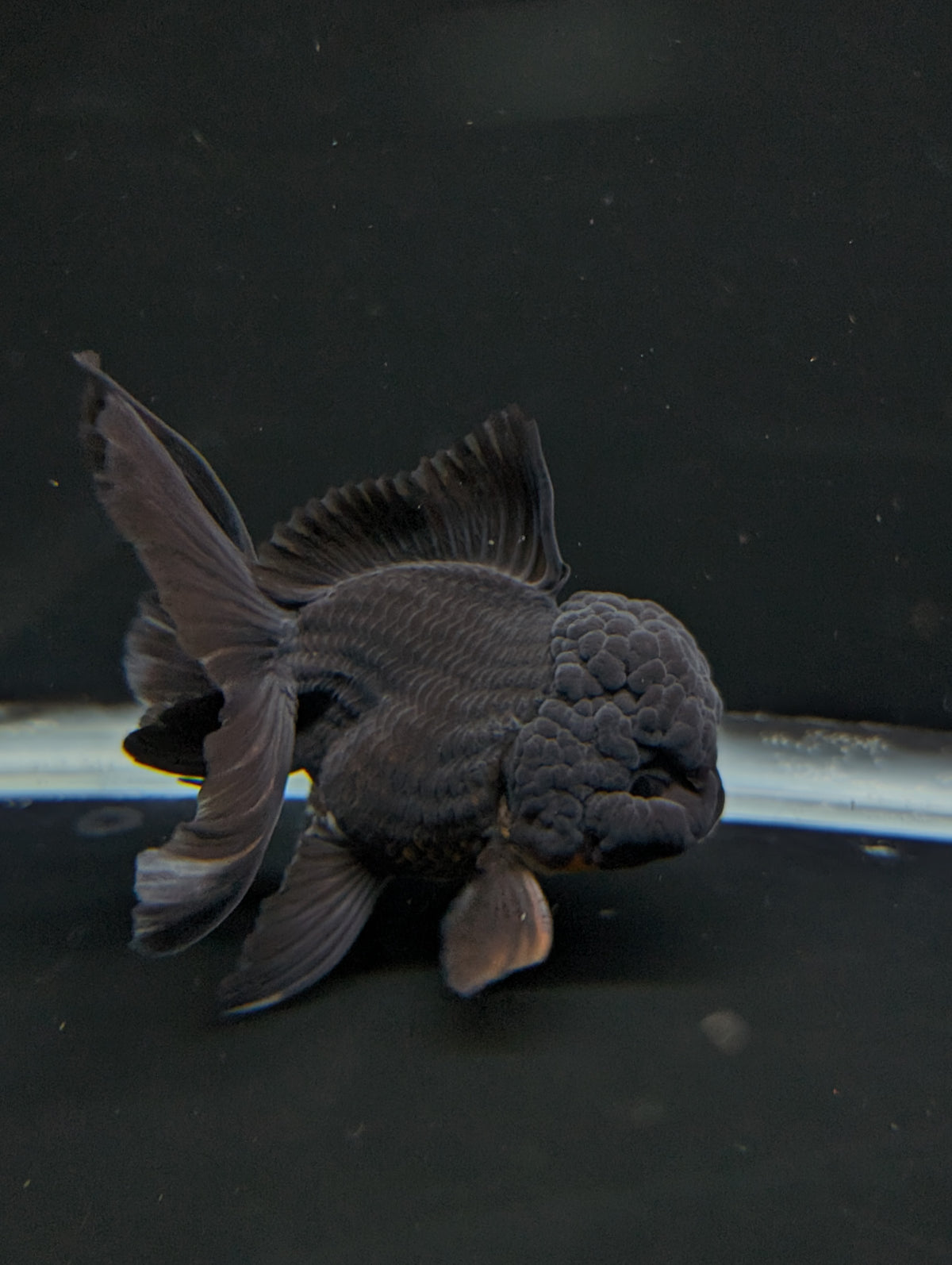 Thai Oranda Godzilla Black 3.5"-4"in.  ID#1023T1A-028