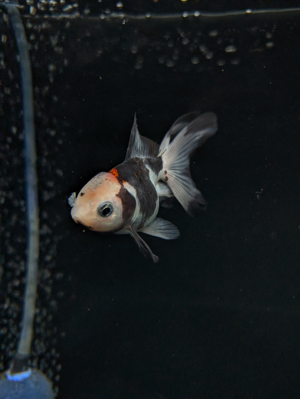 Juvenile Oranda  Tricolor 3"-3.5"in.  ID#619T1A-011
