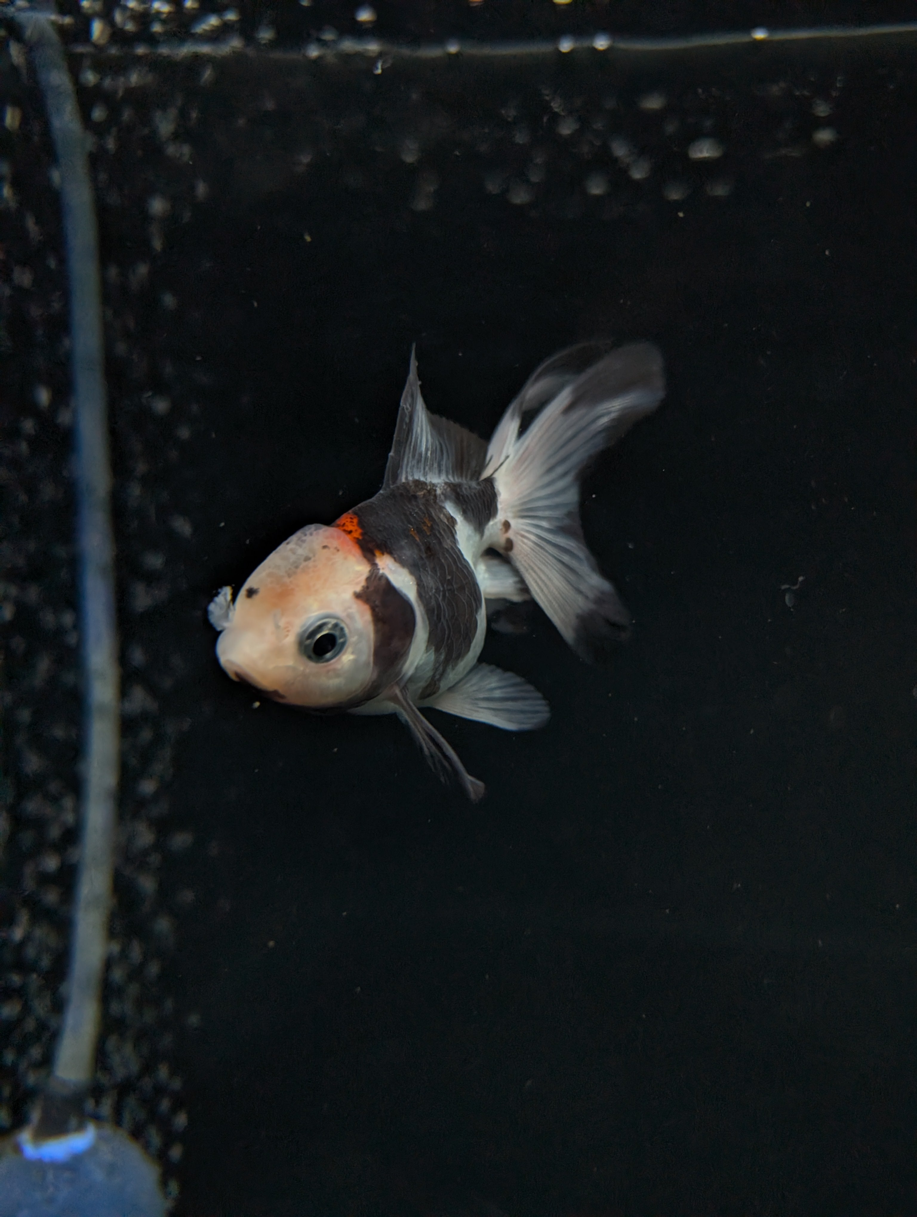 Juvenile Oranda  Tricolor 3"-3.5"in.  ID#619T1A-011