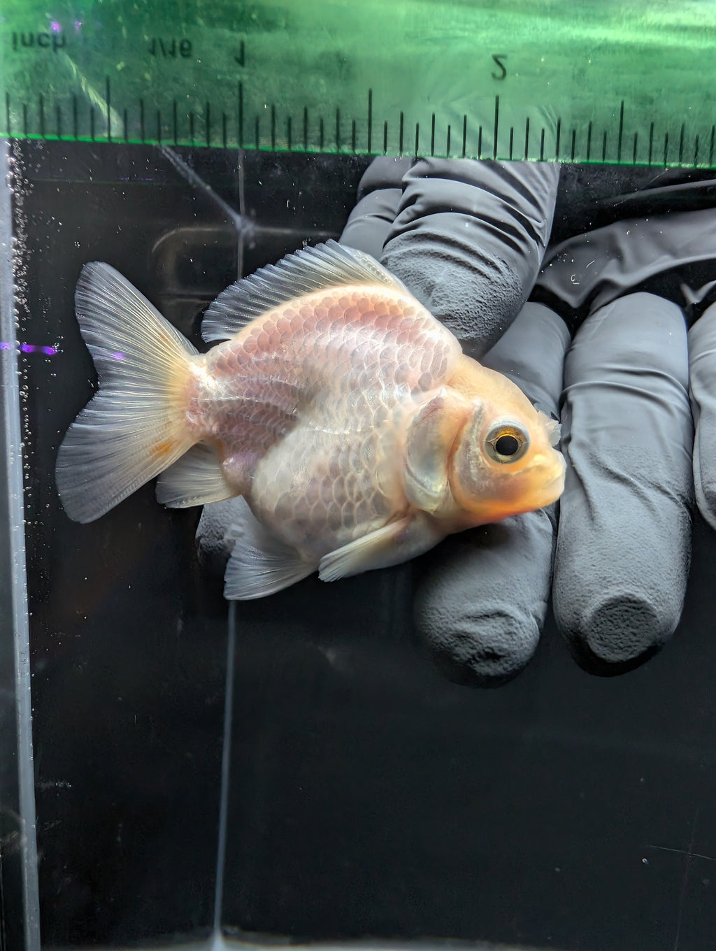 Baby Thai Shogun Oranda White 2"-2.5" in. ID#1016BSG11A-008