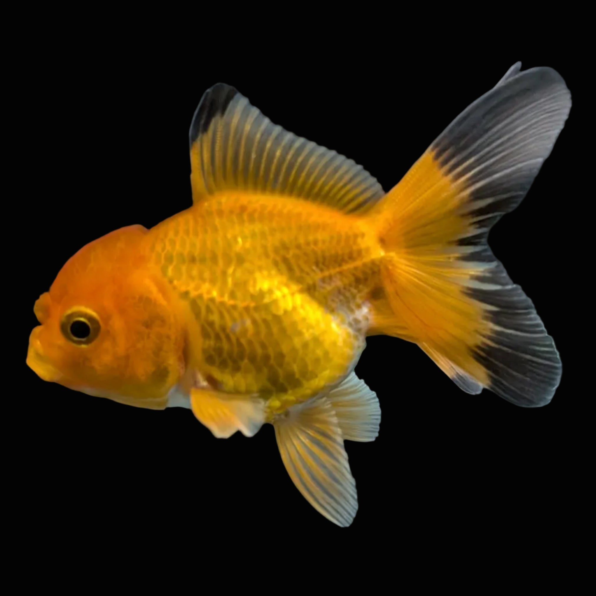 Thai Juvenile Oranda Red Black 3"-3.5" in.  ID#724T1A-023
