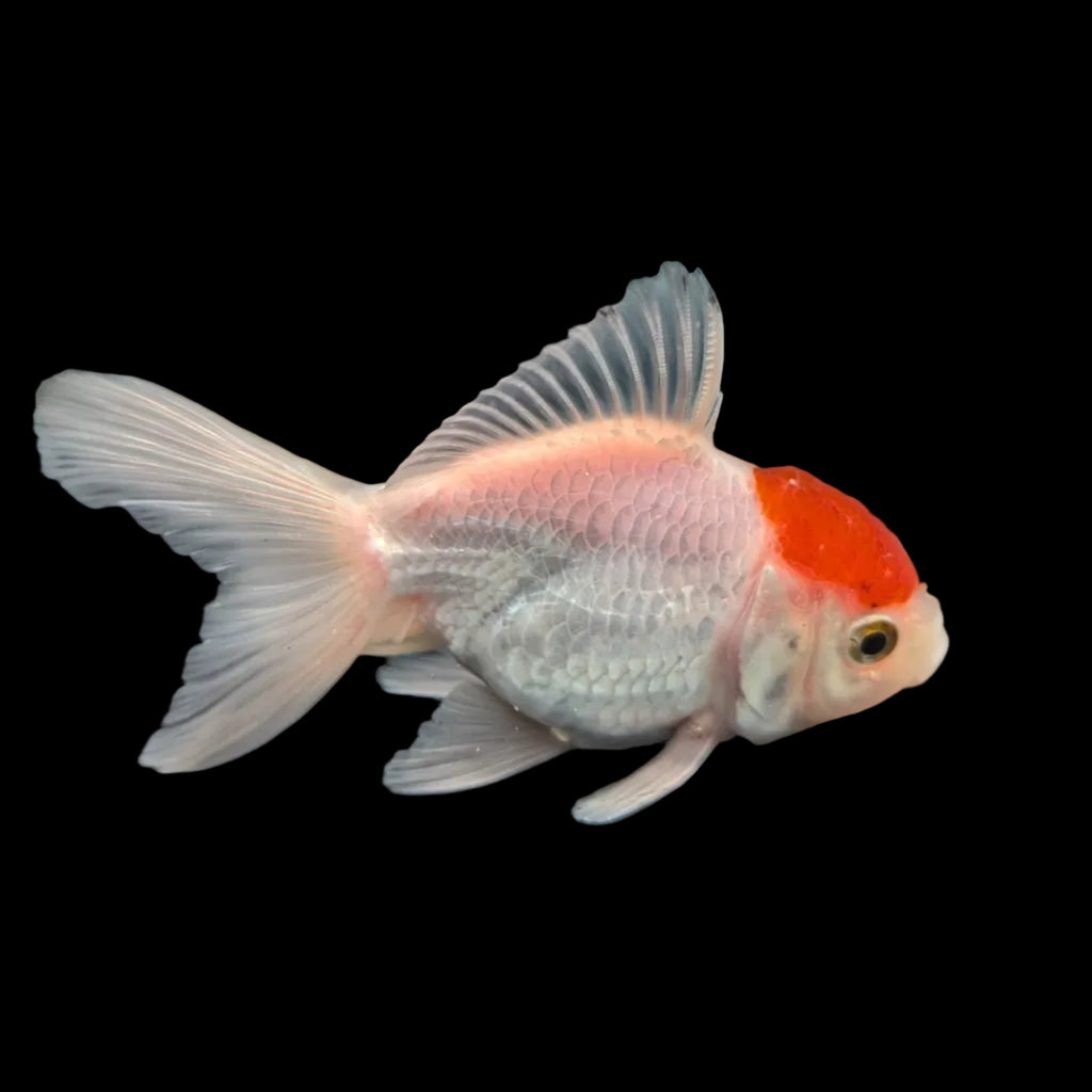 Juvenile Oranda Red Cap  3.5"-4" in.  ID#320T13b-019