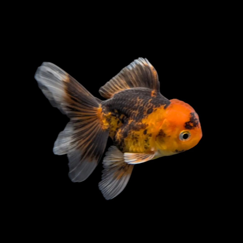 Juvenile Oranda Tricolor 3.5"-4" in.  ID#320T13b-018