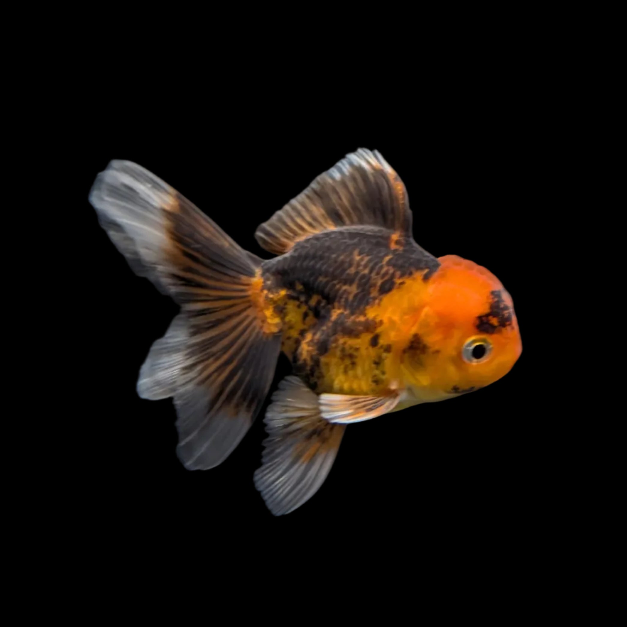Juvenile Oranda Tricolor 3.5"-4" in.  ID#320T13b-018