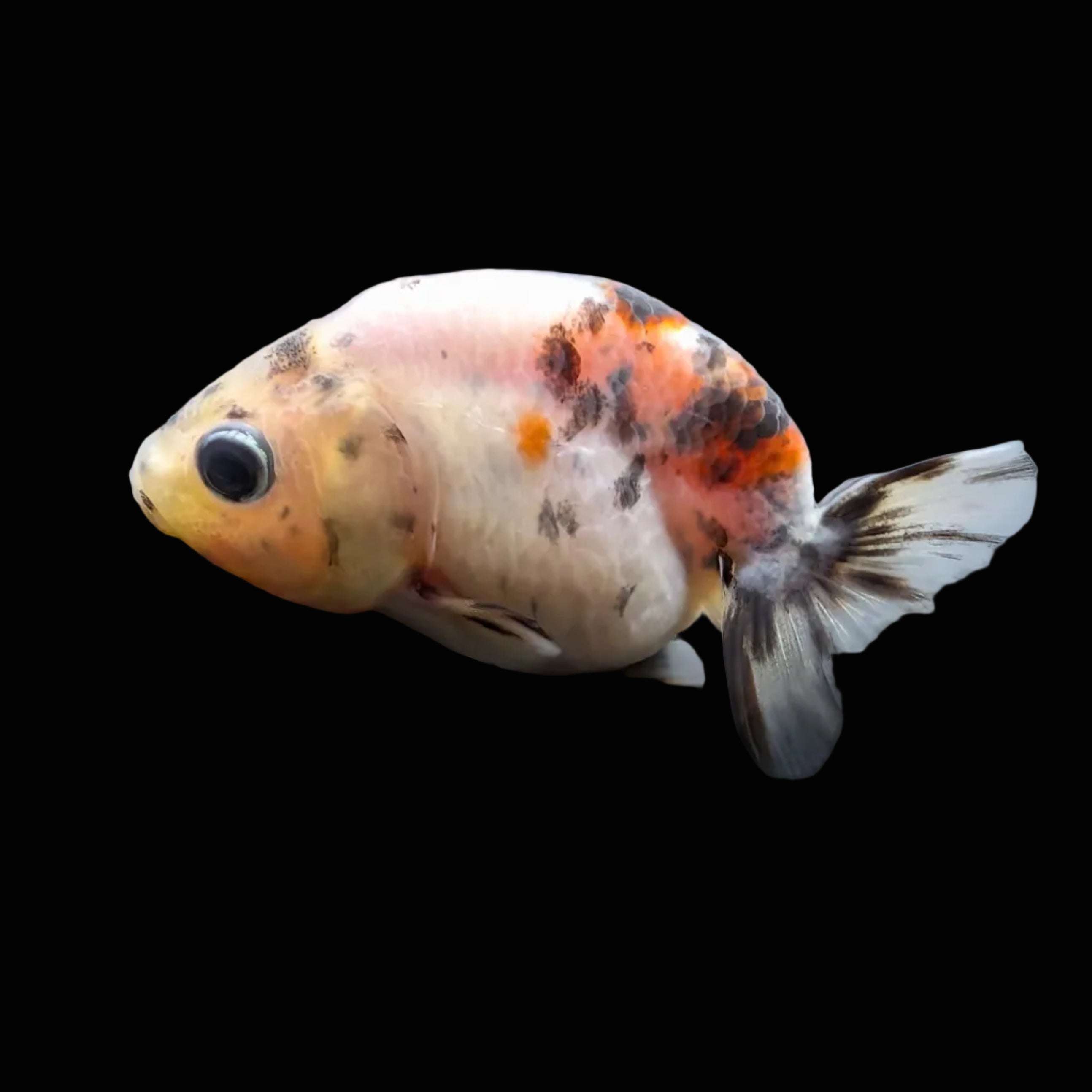 Baby Ranchu  Calico 2"-2.5" in. ID#508R3A-022