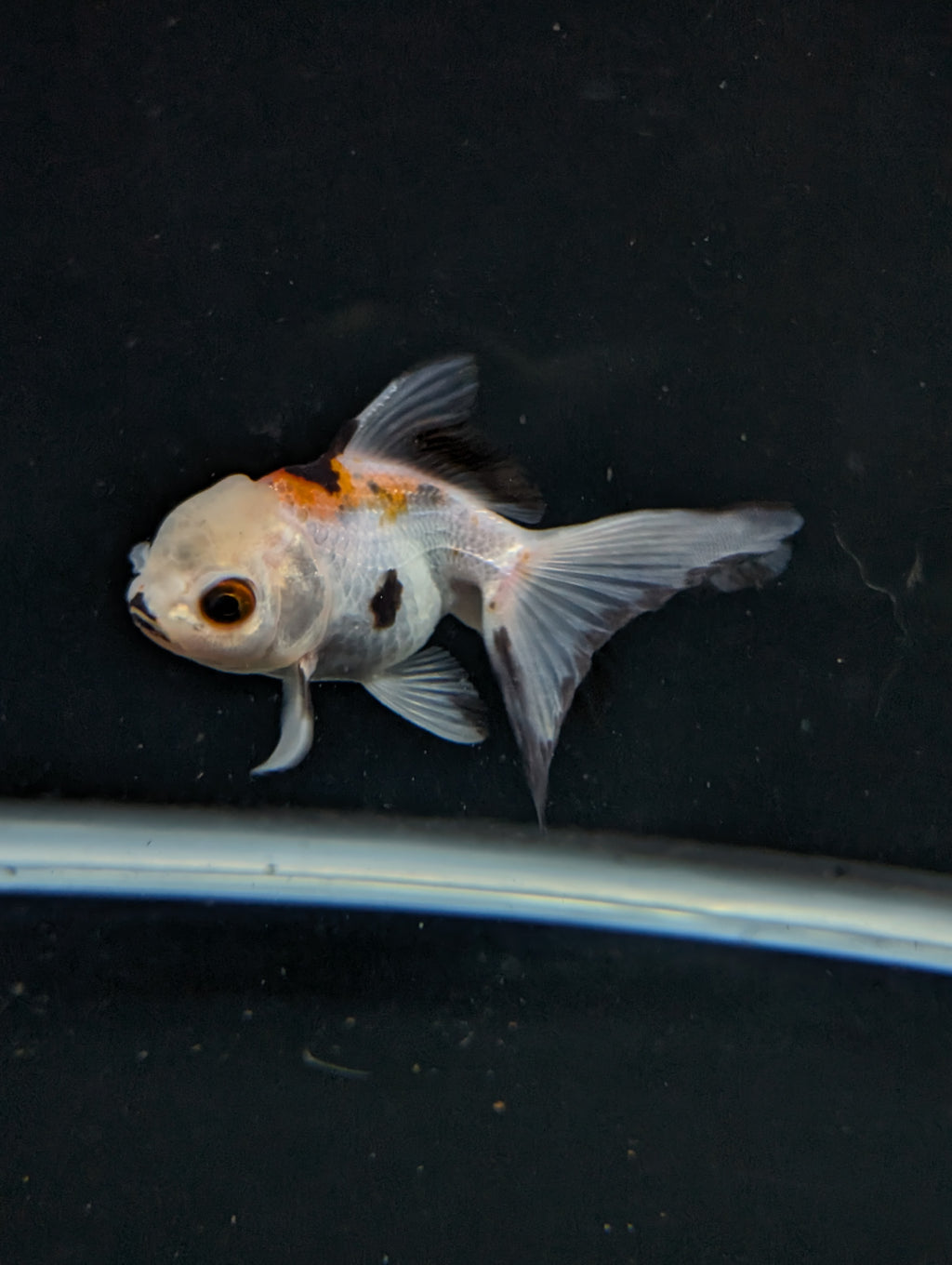 Juvenile Oranda  Tricolor 3"-3.5"in.  ID#619T1A-005