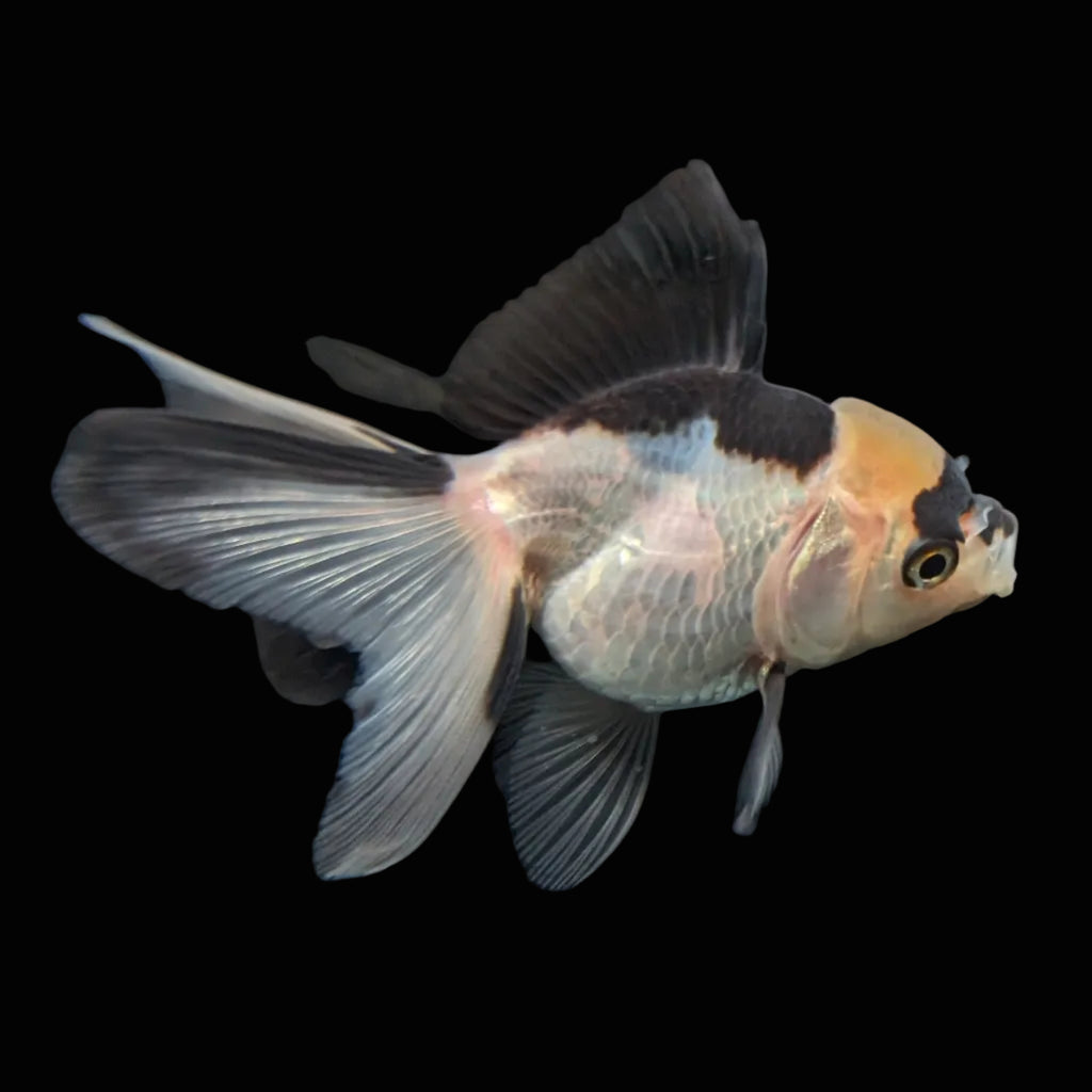 Juvenile Thai Oranda Panda 3"in.  ID#814T1A-007 Please See Notes.