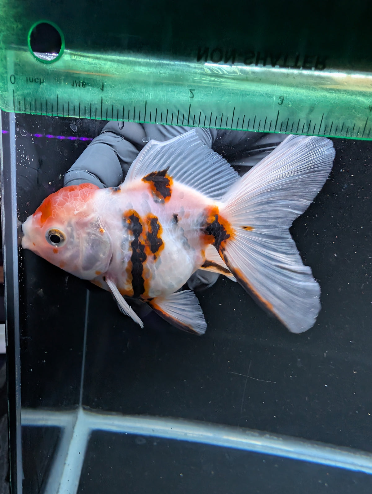 Thai Oranda White Tiger Calico 4"-4.5"in.  ID#1016T1A-002