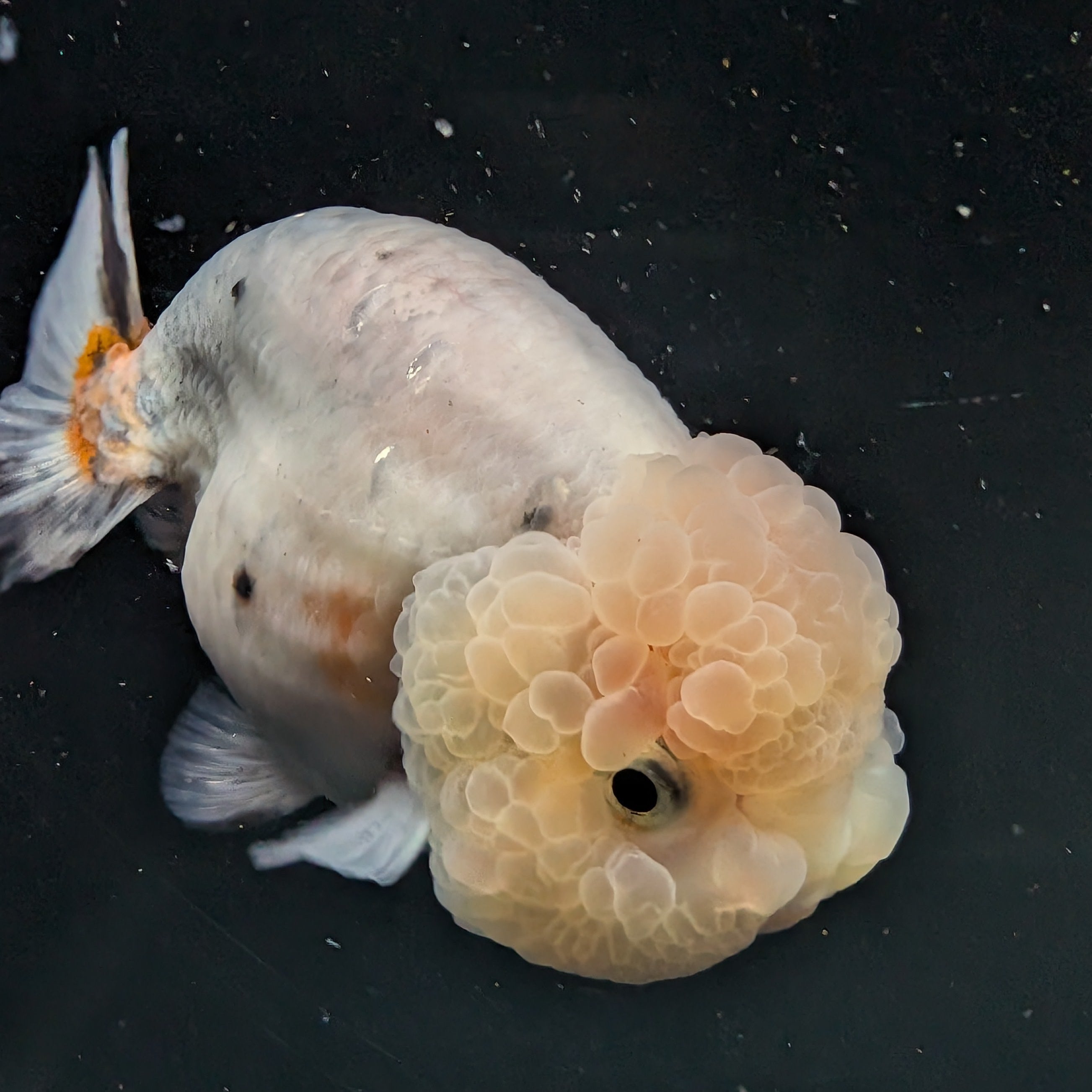 Jumbo Ranchu Calico 3.5"- 4" in. ID#710R8A-027
