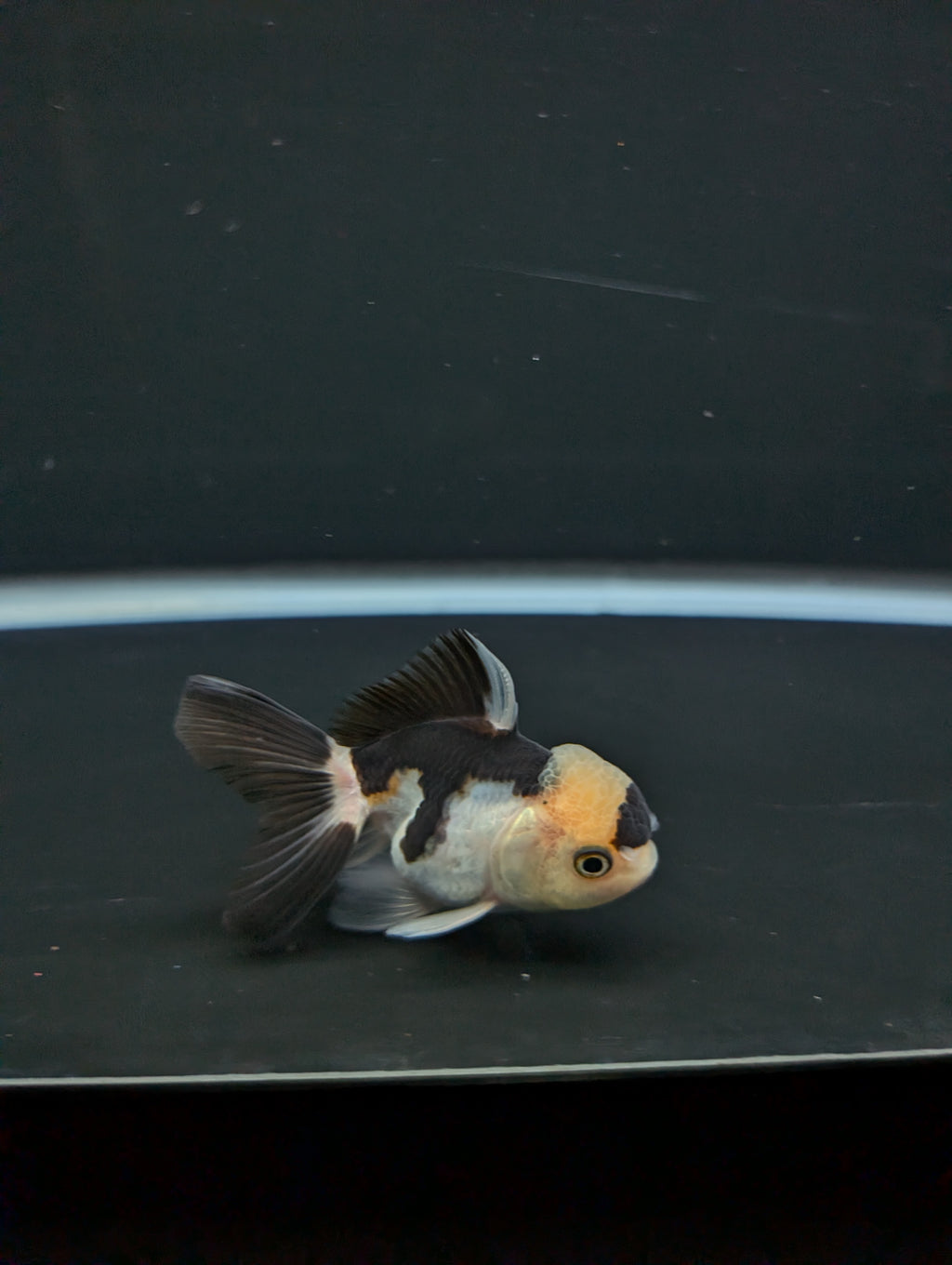 Juvenile Thai Oranda Panda 3"in.  ID#814T1A-008