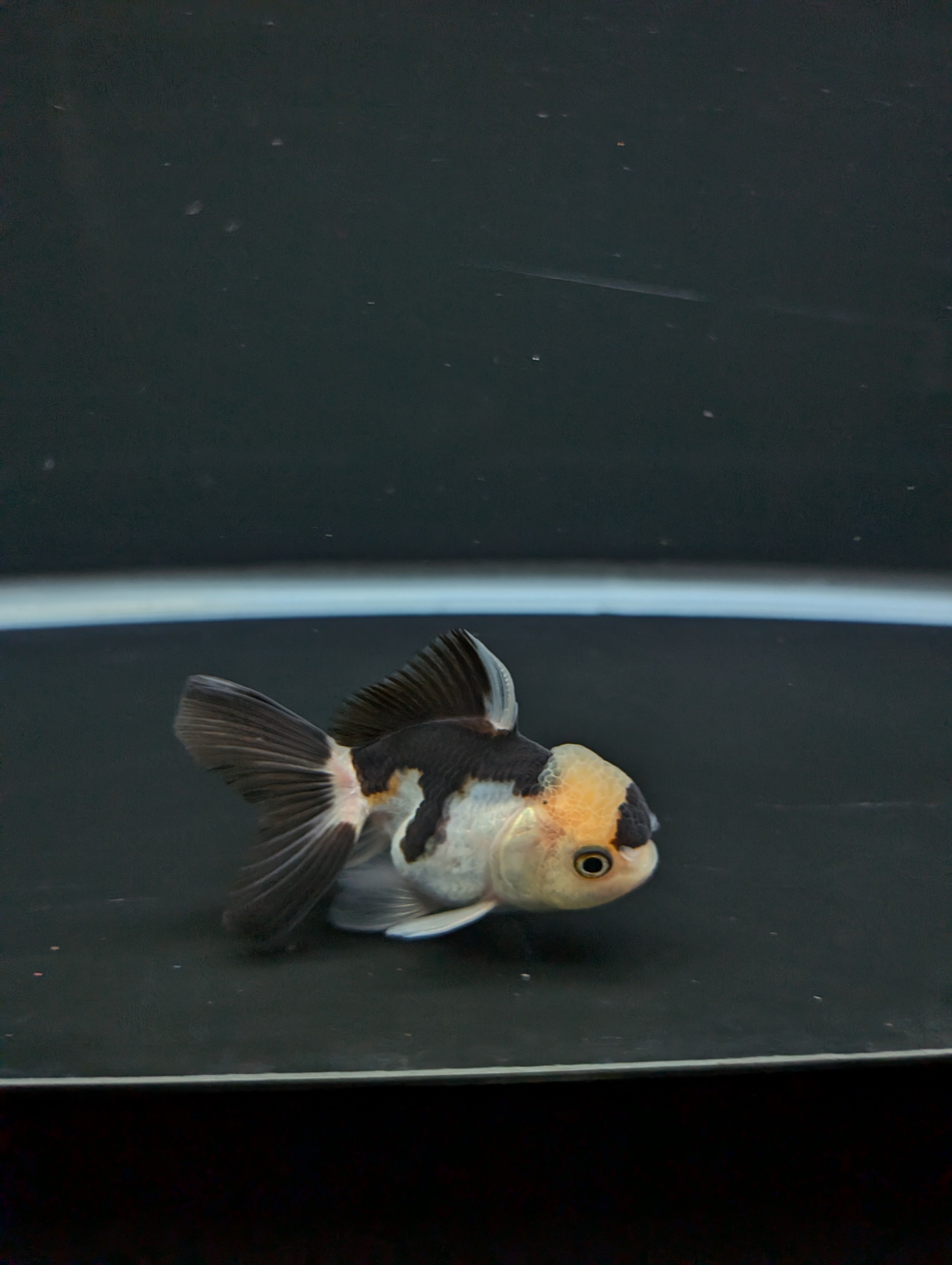 Juvenile Thai Oranda Panda 3"in.  ID#814T1A-008