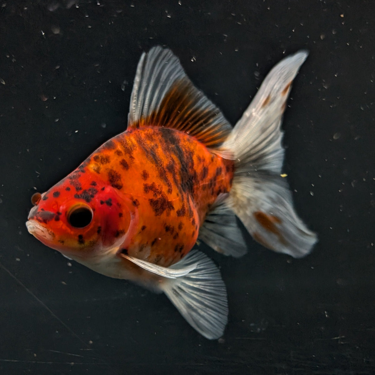 Tamasaba Calico 3"-3.5" in. ID#1009TM1B-010