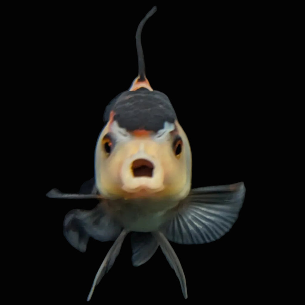 Thai Juvenile Oranda Tricolor 3"-3.5" in.  ID#717T1A-004