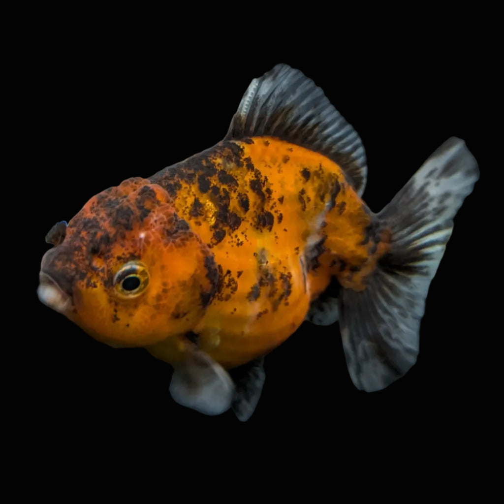 Thai Oranda Shogun Calico 4" in. ID#703SG7A-009
