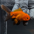 Juvenile Oranda Red Black 3"-3.5"in.  ID#515T2A-003