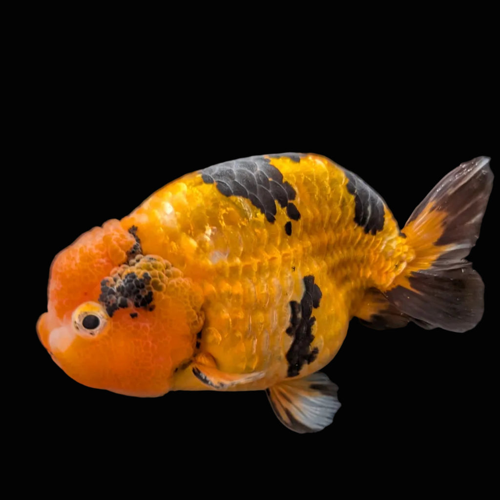 Jumbo Ranchu Calico 4.5"-5" in. ID#821R8A-034