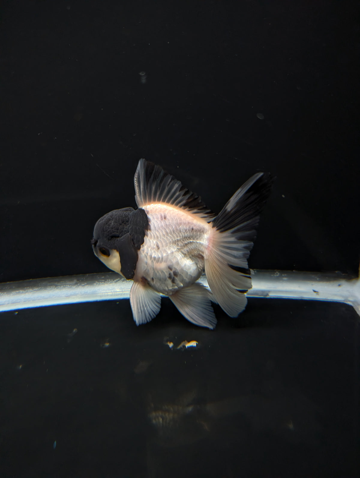 Thai Oranda Panda 4"-4.5"in.  ID#1023T1A-022