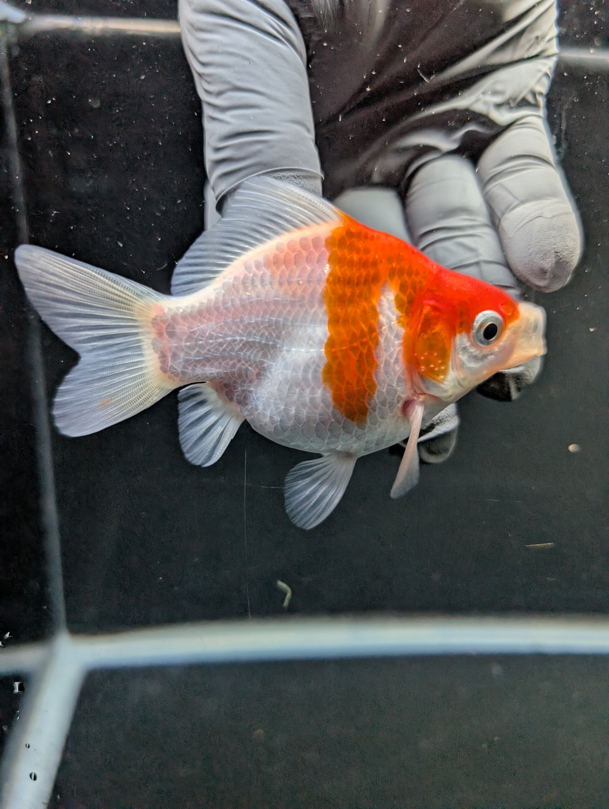 Tamasaba Red White 3"-3.5" in. ID#1009TM1B-008
