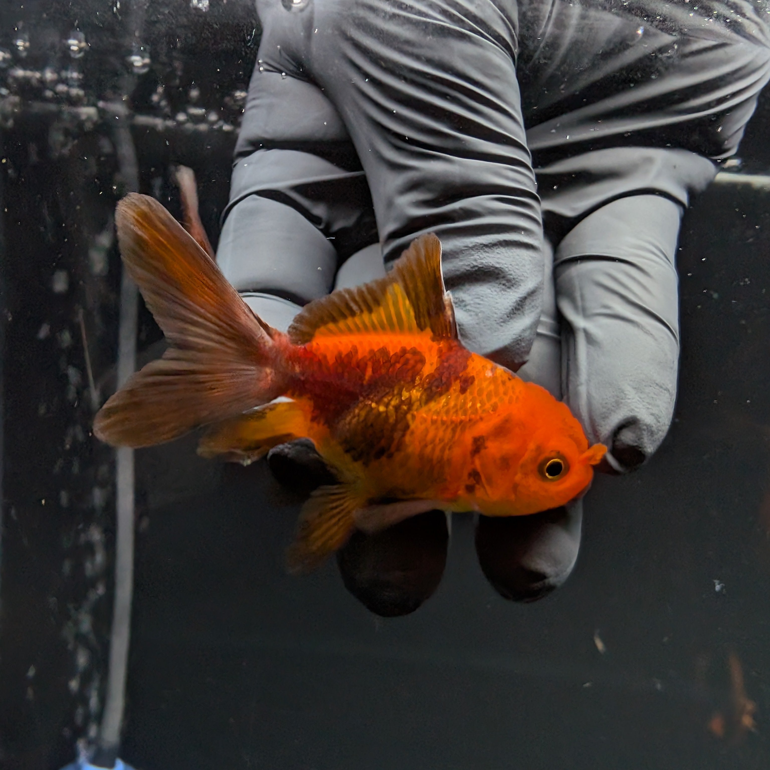 Juvenile Oranda Red Black 3"-3.5"in.  ID#515T2A-008