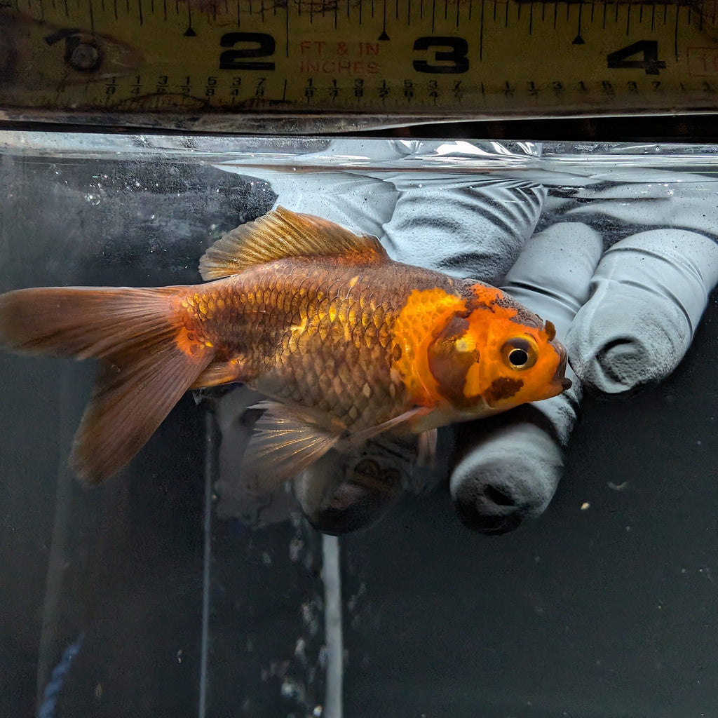 Juvenile Oranda Red Black 3"-3.5"in.  ID#515T2A-013