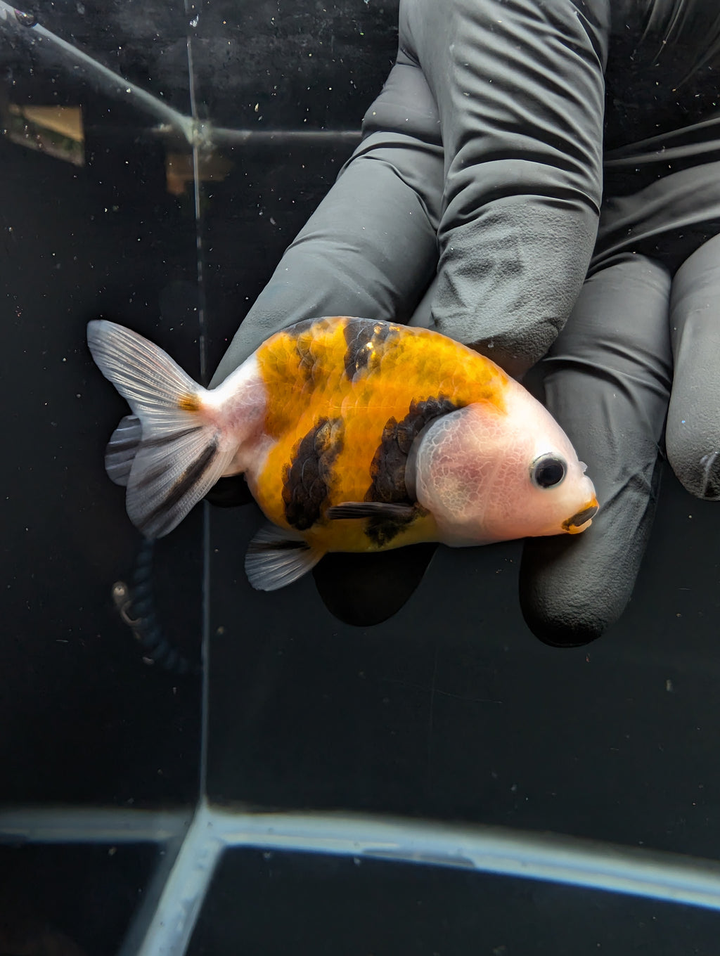 Ranchu Calico 2.5"-3" in. ID#717R4A-002