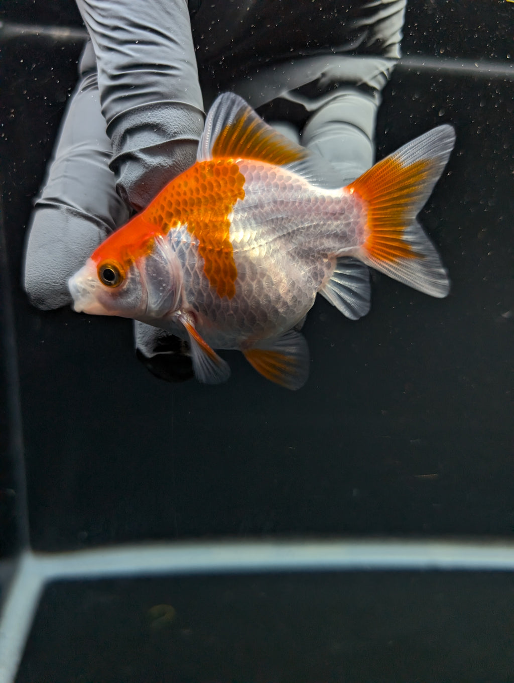 Tamasaba Red White 3"-3.5" in. ID#1009TM1B-013
