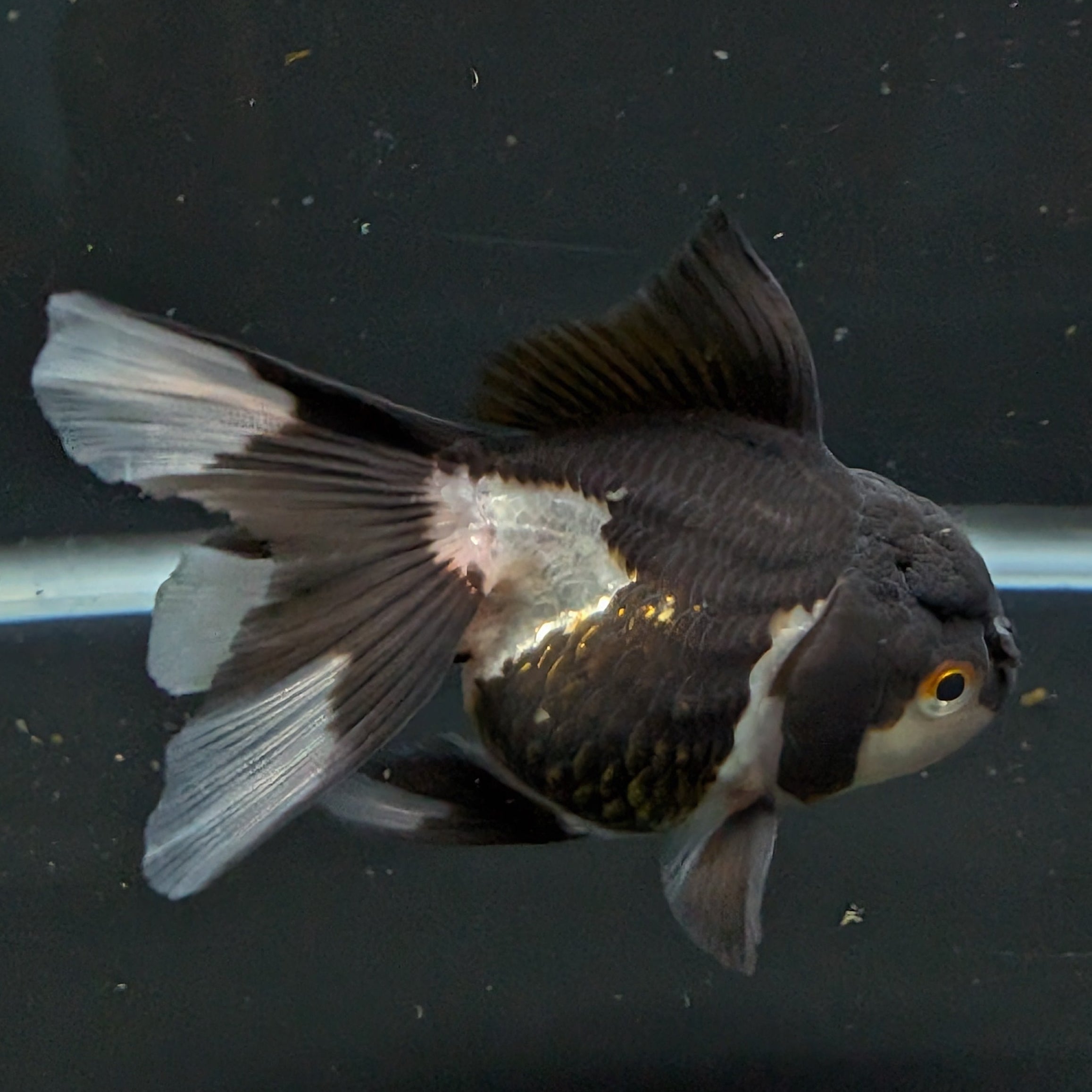 Thai Juvenile Oranda Panda 3"-3.5" in.  ID#626T1A-003