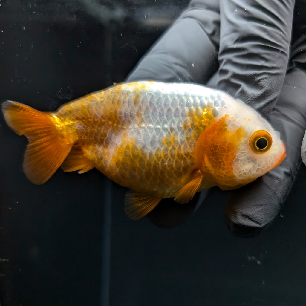 Ranchu Calico 2.5"-3" in. ID#724R4A-023