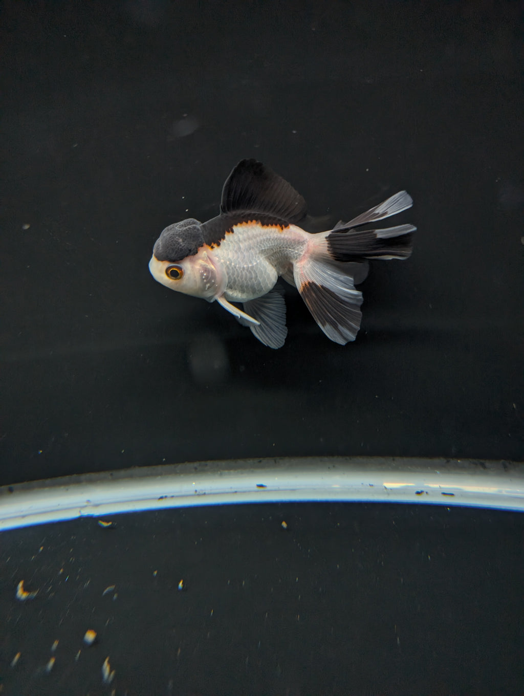Juvenile Oranda Panda 3.5"-4" in.  ID#501T2A-011