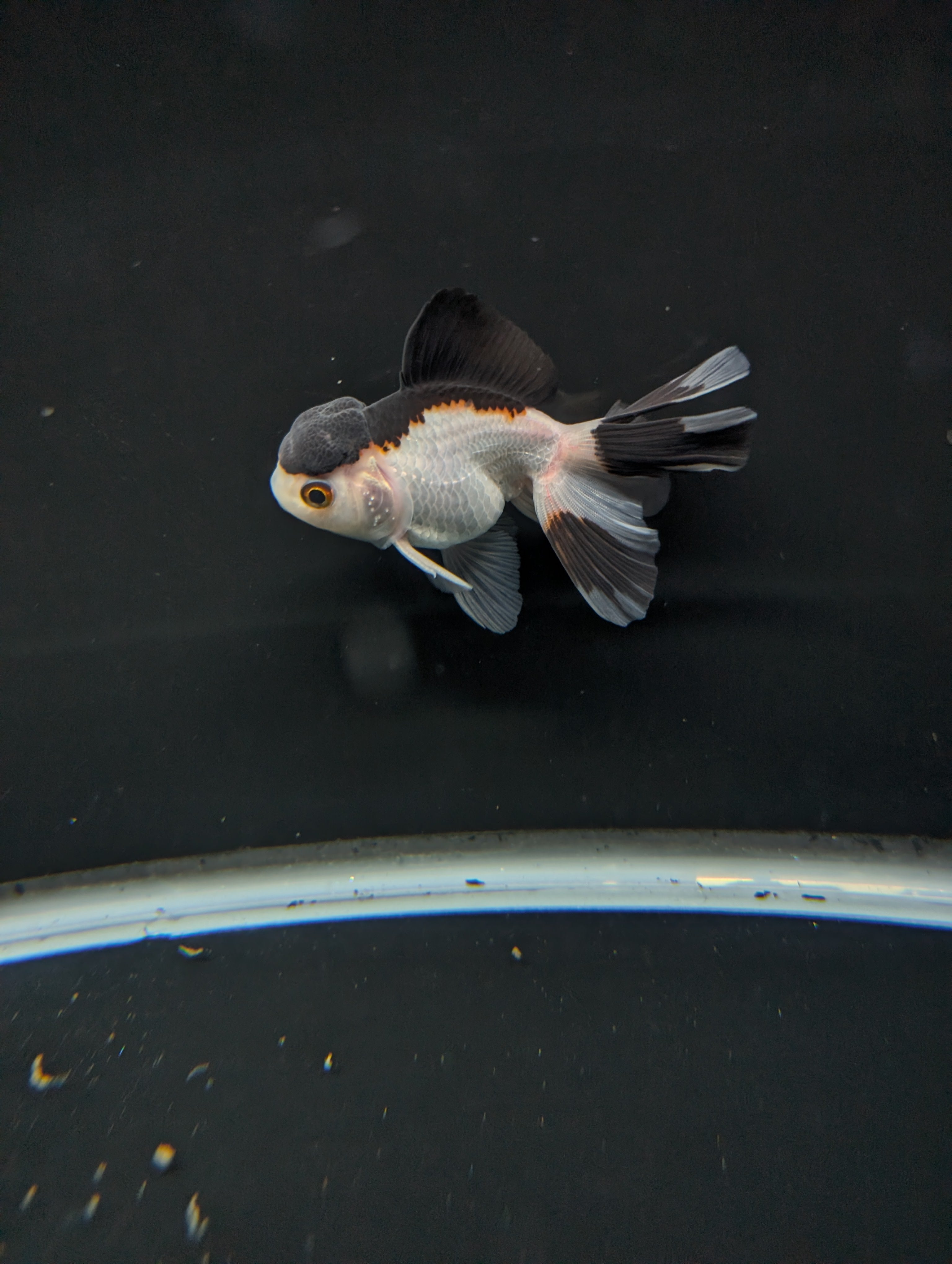 Juvenile Oranda Panda 3.5"-4" in.  ID#501T2A-011