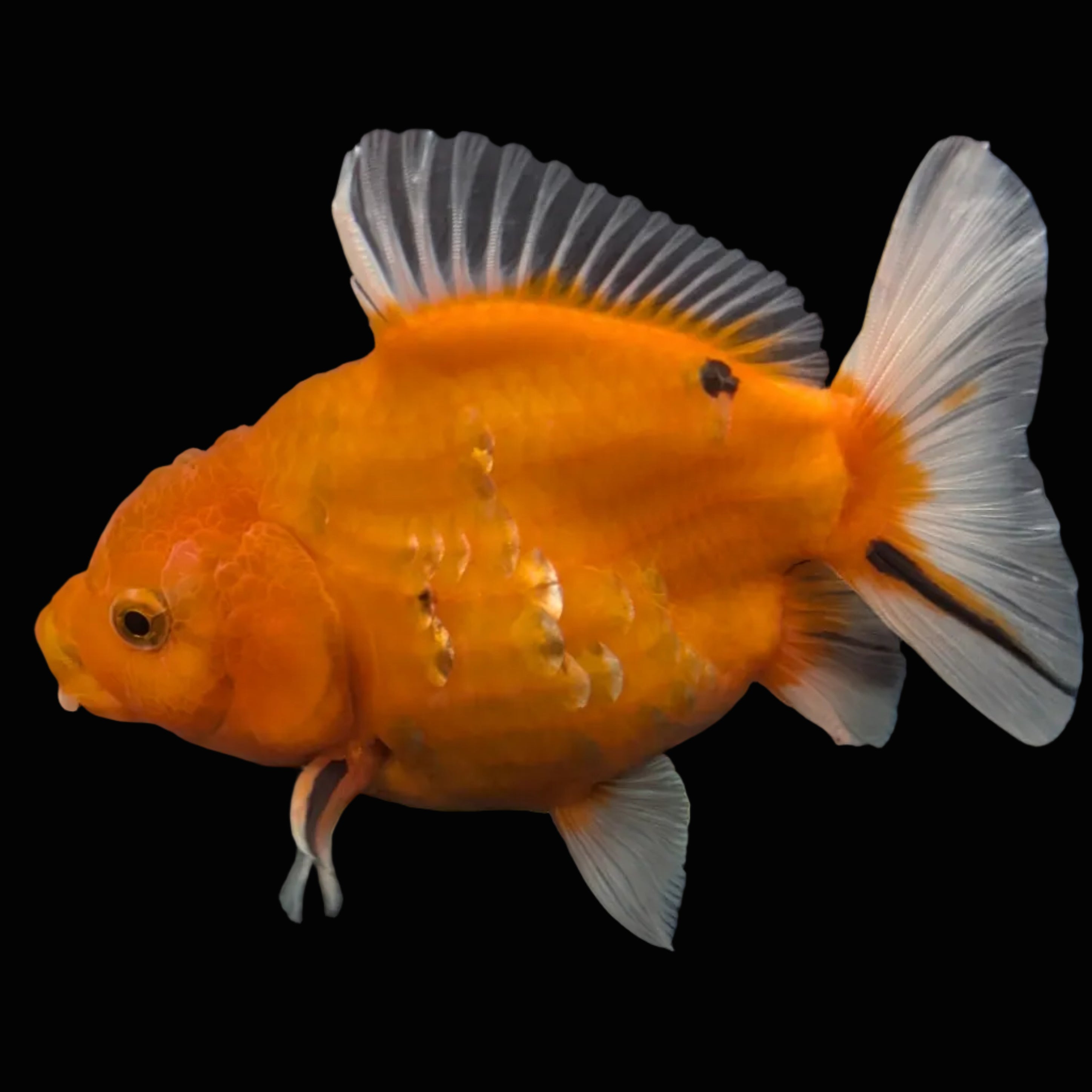 Jumbo Oranda Yuan Bao Sakura   4"-4.5"in. ID#807SB13A-006 Please See Notes.