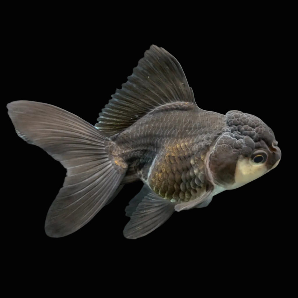 Thai Juvenile Oranda Panda 3"-3.5" in.  ID#724T1A-025