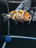 Ranchu Calico 3"-3.5" in. ID#529R13A-063