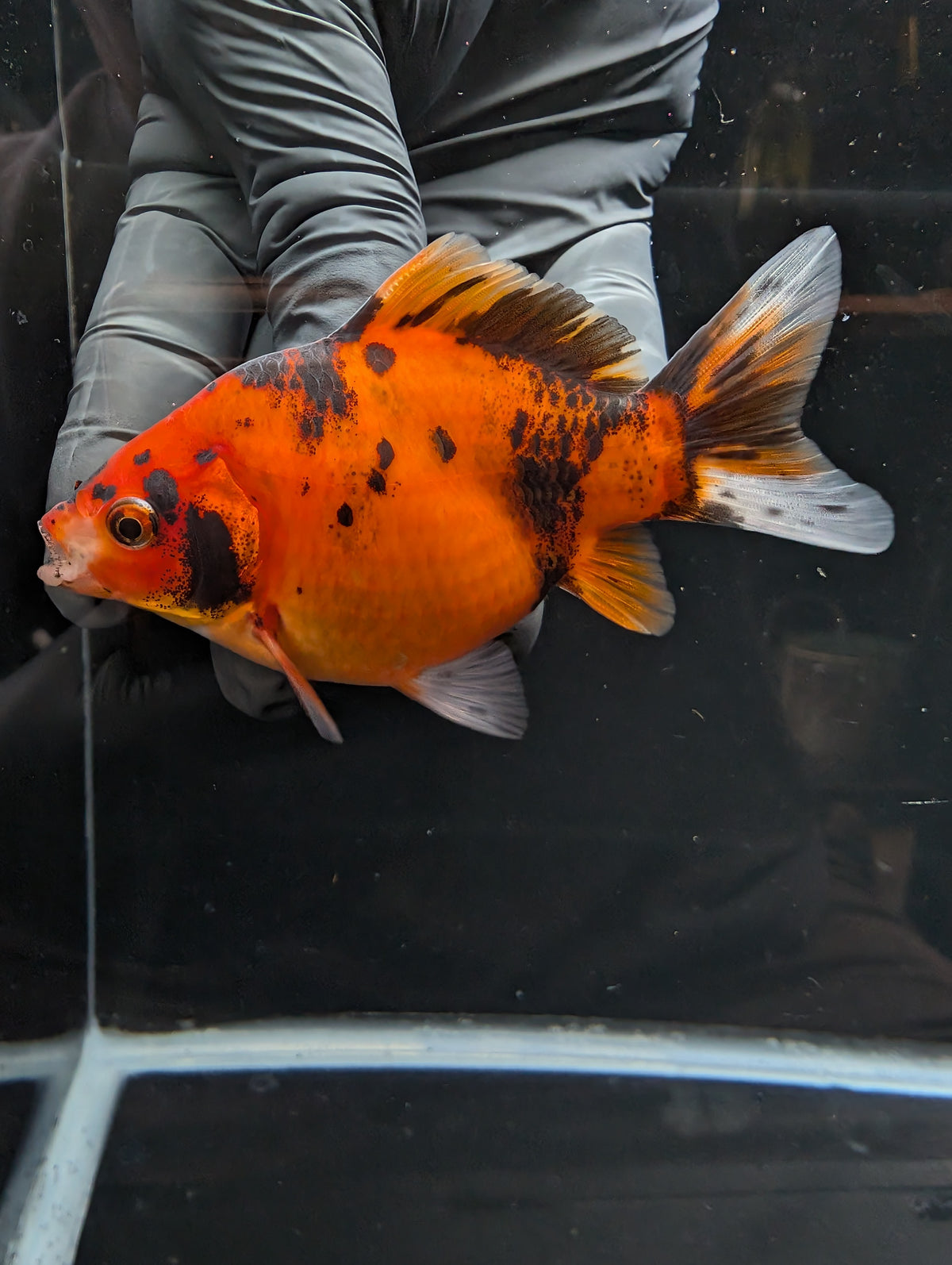 Tamasaba Calico 4" in. ID#1023TM1B-022