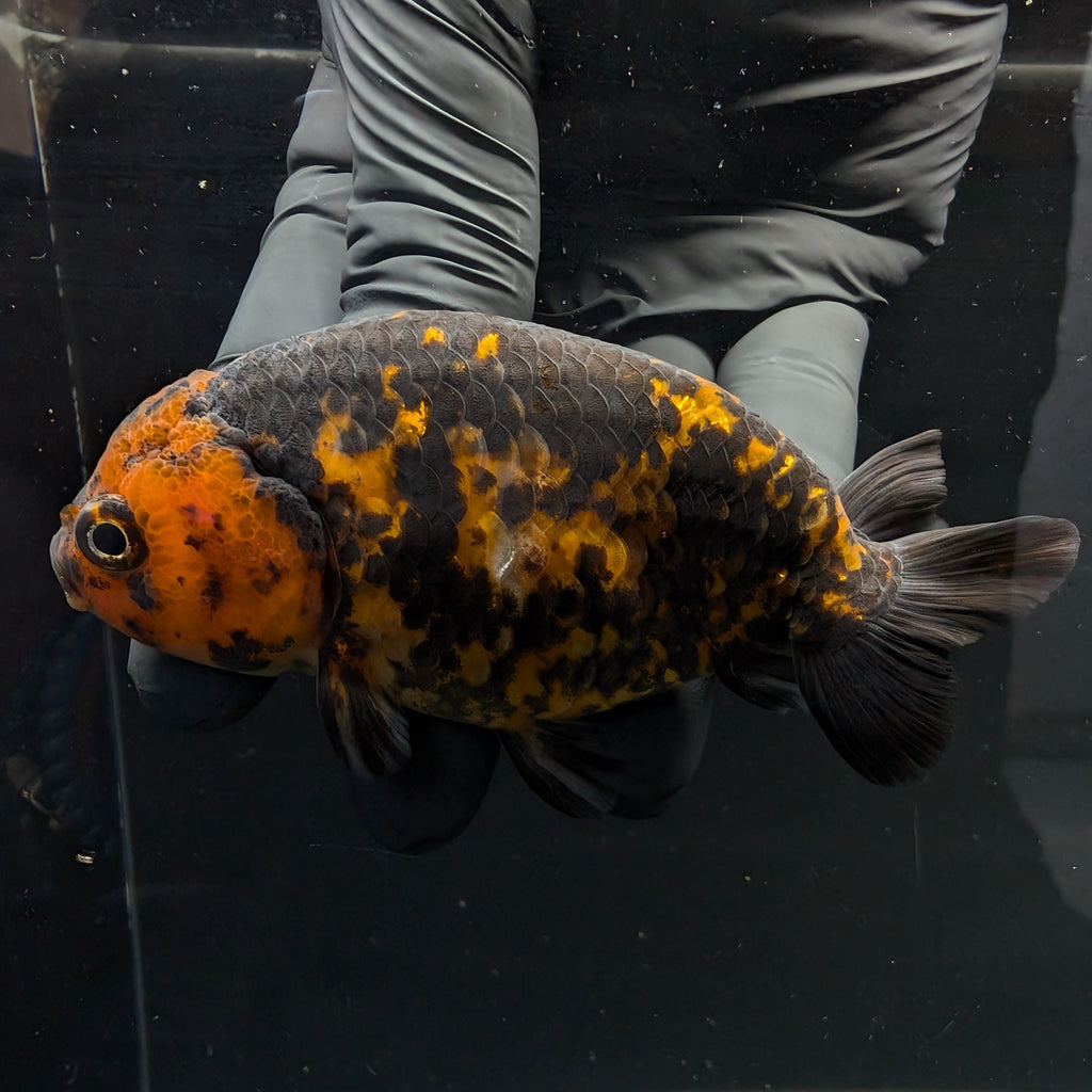 Jumbo Ranchu Calico 3.5"- 4" in. ID#717R8A-005