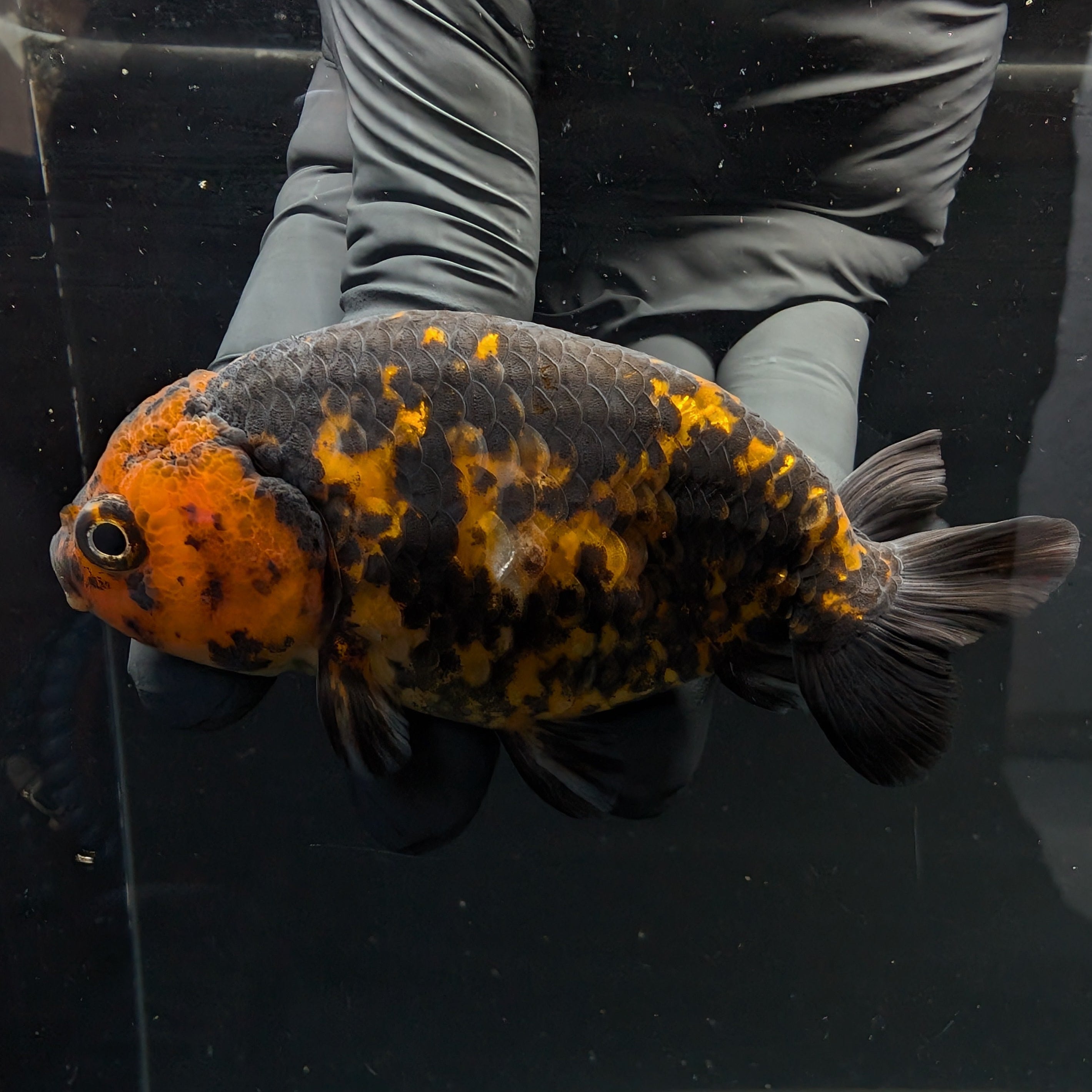 Jumbo Ranchu Calico 3.5"- 4" in. ID#717R8A-005