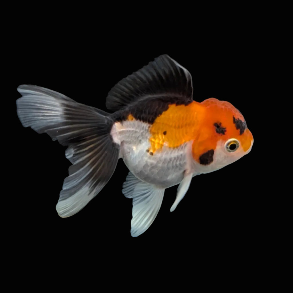 Juvenile Oranda Tricolor 3.5"-4" in.  ID#410T8A-017