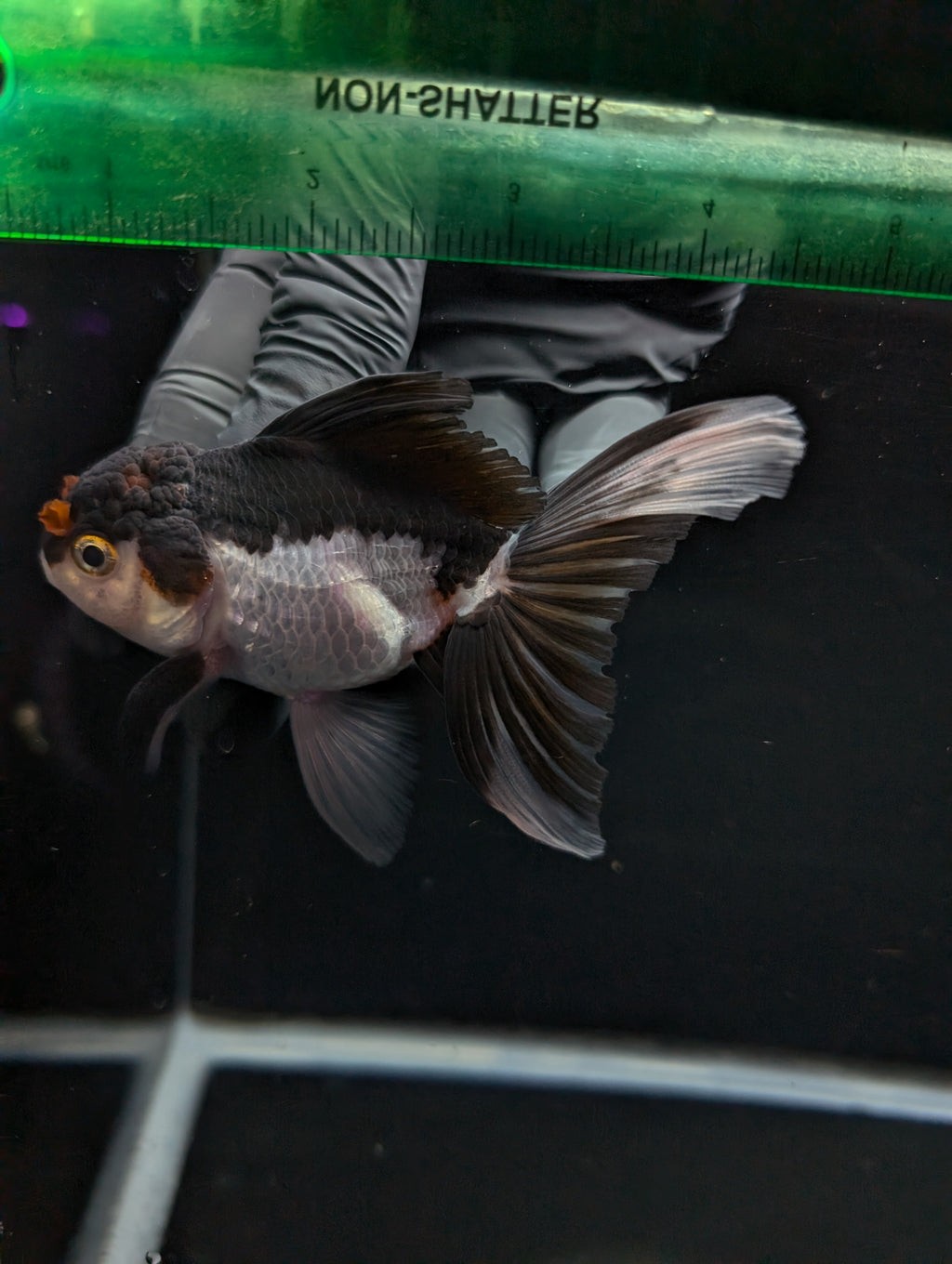 Thai Oranda Panda Tricolor 4"-4.5"in.  ID#1023T1A-026