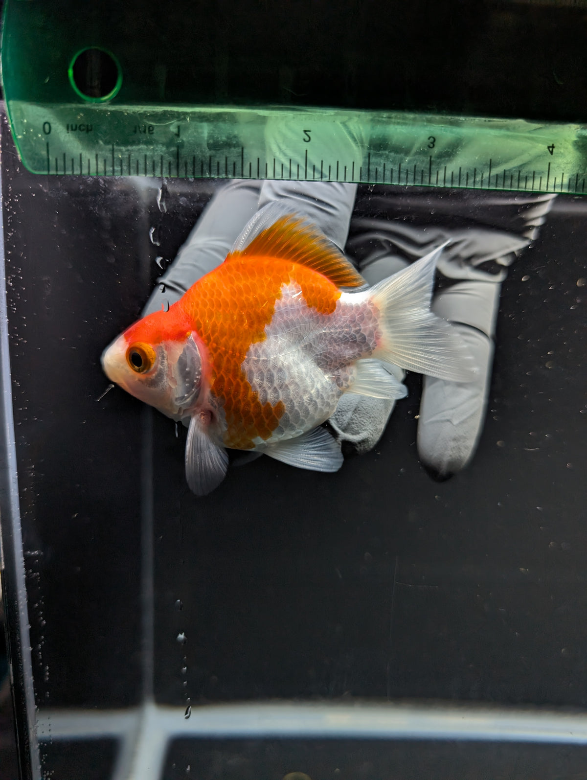 Tamasaba Red White 3"-3.5" in. ID#1009TM1B-012