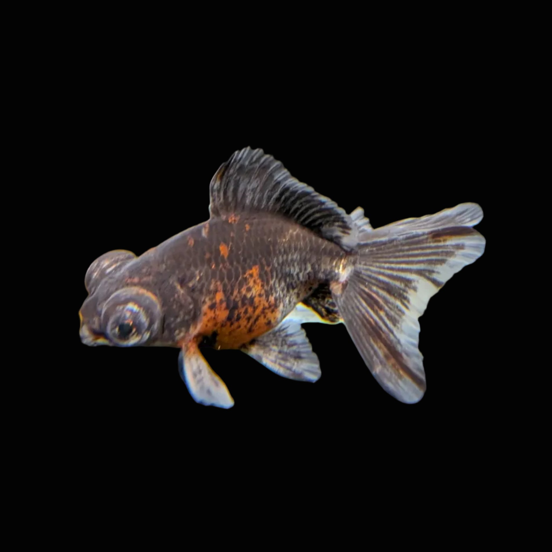 Telescope Butterfly Kirin Calico 3.5"-4" in. ID#508B4A-005