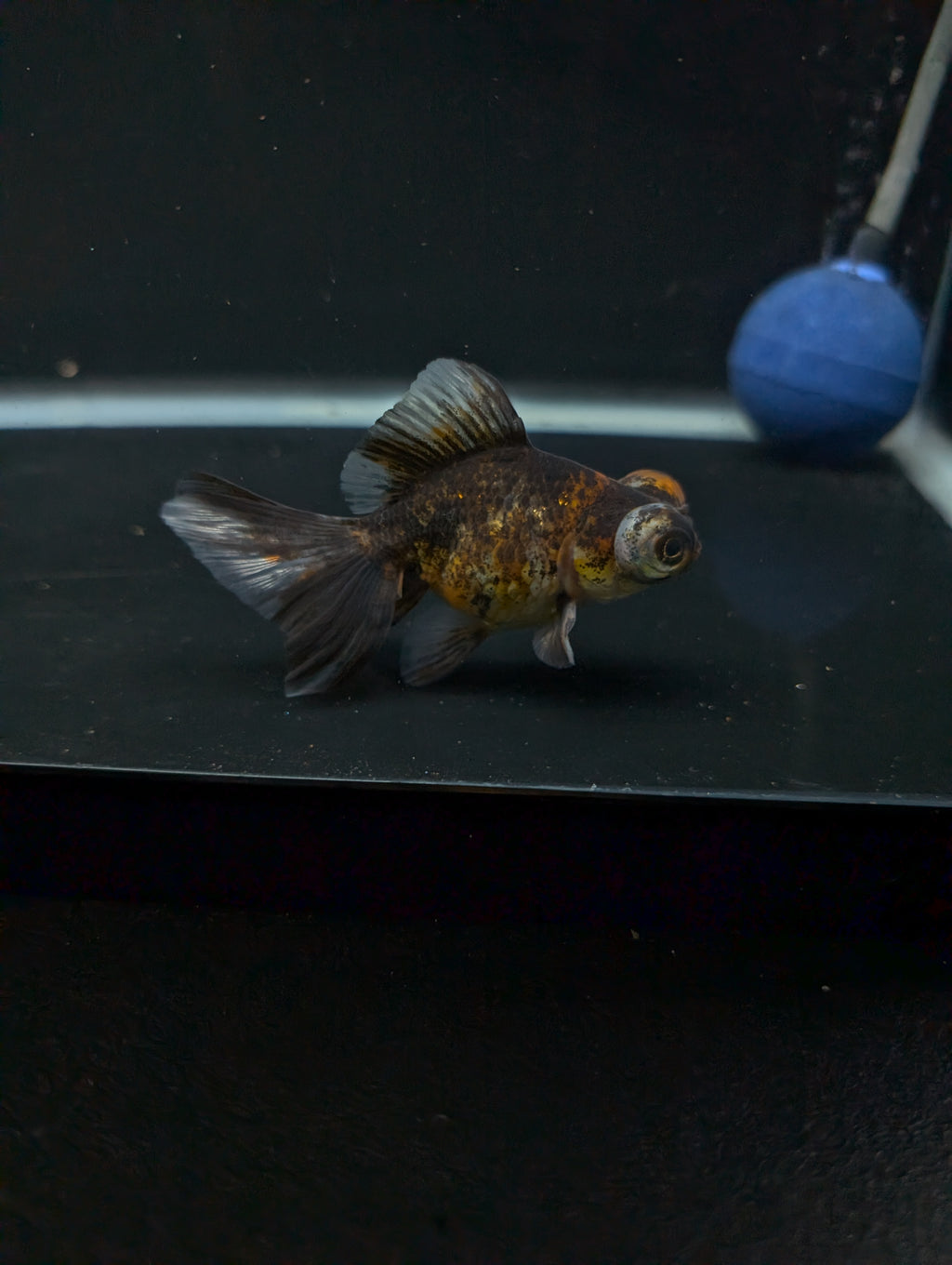 Telescope Butterfly Calico 3.5"-4" in. ID#605B6B-037